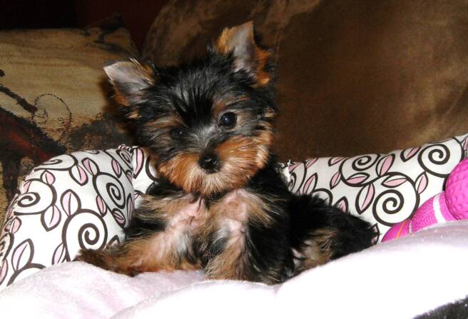 yorkshire terrier near me for sale