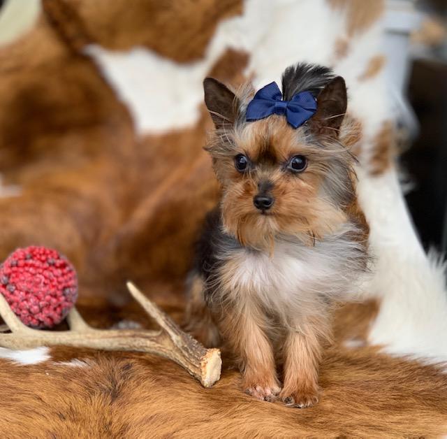 " Dallas,	Dallas County, Fort Worth,	Tarrant County, Arlington,Tarrant County,  Plano, Collin County,  Frisco,	Collin County,   Denton County yorkie brreedes" 