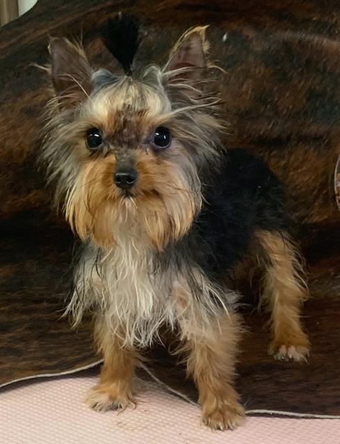 “Yorkshire Terrier breeder in Texas specializing in family‑raised puppies”