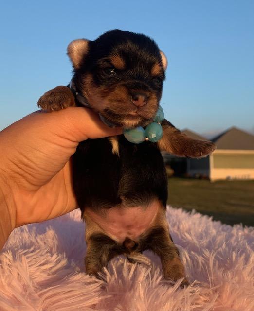 “Yorkie female puppy for sale in Texas”
