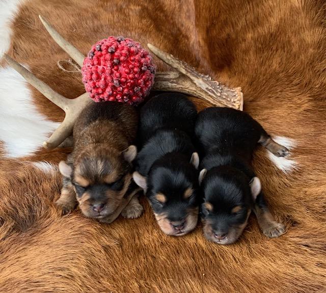 "A golden Yorkshire Terrier with a shiny, silky coat,  AKC ."