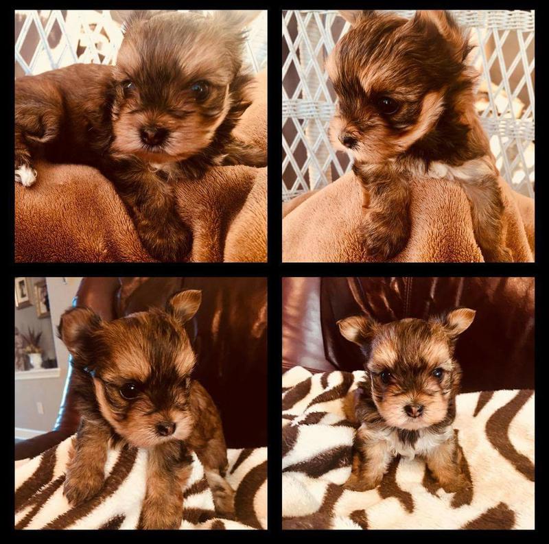 Harris County TX Dallas County TX Tarrant County TX Bexar County TX Travis County TX El Paso County TX Hidalgo County TX Collin County TX Denton County TX Fort Bend County TX Montgomery County TX Cameron County TX Williamson County TX Nueces County TX Brazoria County TX Galveston County TX Bell County TX Lubbock County TX Jefferson County TX Webb County TX McLennan County TX Smith County TX Brazos County TX Johnson County TX Ellis County TX Hays County TX Wichita County TX Taylor County TX Ector County TX Midland County TX Potter County TX Grayson County TX Gregg County TX Guadalupe County TX Randall County TX Parker County TX Comal County TX Tom Green County TX Kaufman County TX Bowie County TX Victoria County TX Orange County TX Hunt County TX Angelina County TX Henderson County TX Liberty County TX Coryell County TX Bastrop County TX Rockwall County TX San Patricio County TX Walker County TX Harrison County TX Starr County TX Nacogdoches County TX Wise County TX Anderson County TX Van Zandt County TX Maverick County TX Hardin County TX Lamar County TX Cherokee County TX Hood County TX Navarro County TX Rusk County TX Val Verde County TX Kerr County TX Polk County TX Medina County TX Atascosa County TX Burnet County TX Wood County TX Wharton County TX Jim Wells County TX Cooke County TX Wilson County TX Waller County TX Brown County TX Upshur County TX Matagorda County TX Caldwell County TX Hale County TX Jasper County TX Hill County TX Erath County TX Fannin County TX Chambers County TX Hopkins County TX Howard County TX Bee County TX Washington County TX Kendall County TX Kleberg County TX Cass County TX Titus County TX Palo Pinto County TX Uvalde County TX Austin County TX Shelby County TX Grimes County TX Milam County TX