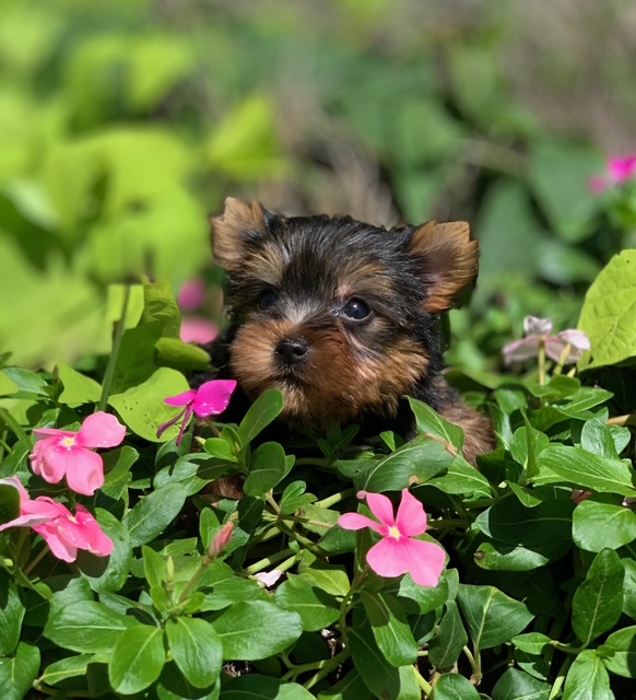 “Yorkshire Terrier breeder in Texas specializing in family‑raised puppies”