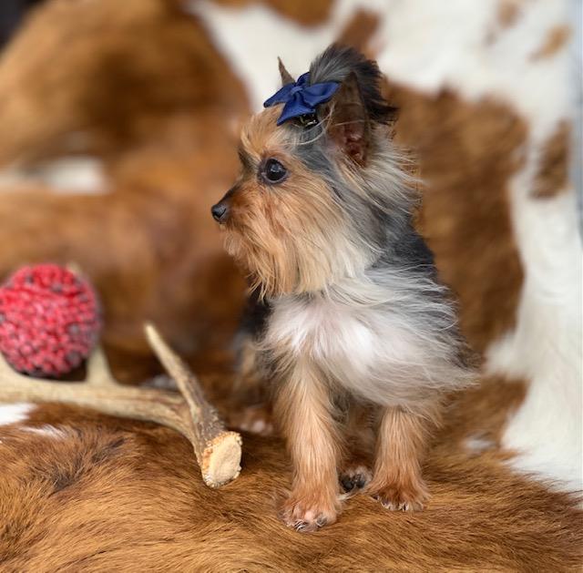 "Adorable black and gold Yorkshire Terrier male puppy, in an antique wagon, for sale in Texas, small, playful, and ready for a loving home."