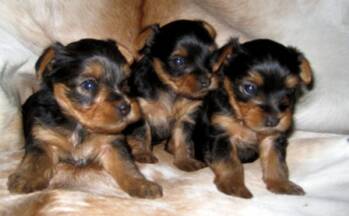  teacup yorkies, parti yorkie stud, parti gene carrier, akc yorkie puppies, texas yorkie breeder