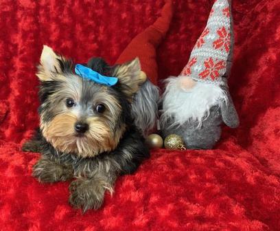 teacup breeder in Texas, yorkshire terrier puppies for sale