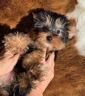 short and stocky teacup yorkie for sale in texas