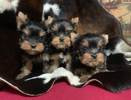 “Adorable twelve-week-old black and tan male Yorkie with big brown eyes, known for his sweet personality. He has one half parti genes and was raised by Pocketbook Pups, a reputable Texas Yorkie breeder.”