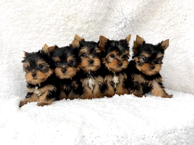 “Pocketbook Pups, a reputable Yorkie breeder in Texas, offers $750 off on American Kennel Club Yorkshire Terrier male puppies today. Kerrie Engelmann provides insurance, an excellent puppy package, and AKC mini microchips for all Yorkie puppies.”